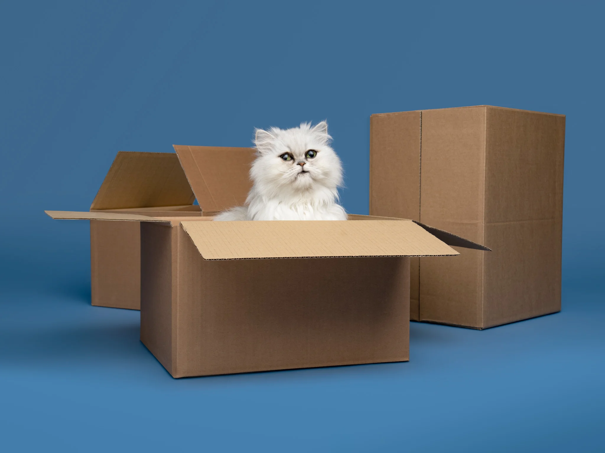 A white Persian cat sitting in a cardboard box against a blue background.